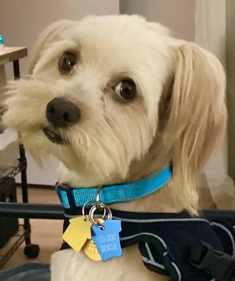 A young small-sized male Yorkshire Terrier dog named Rolo Collins for adoption in Plano, TX