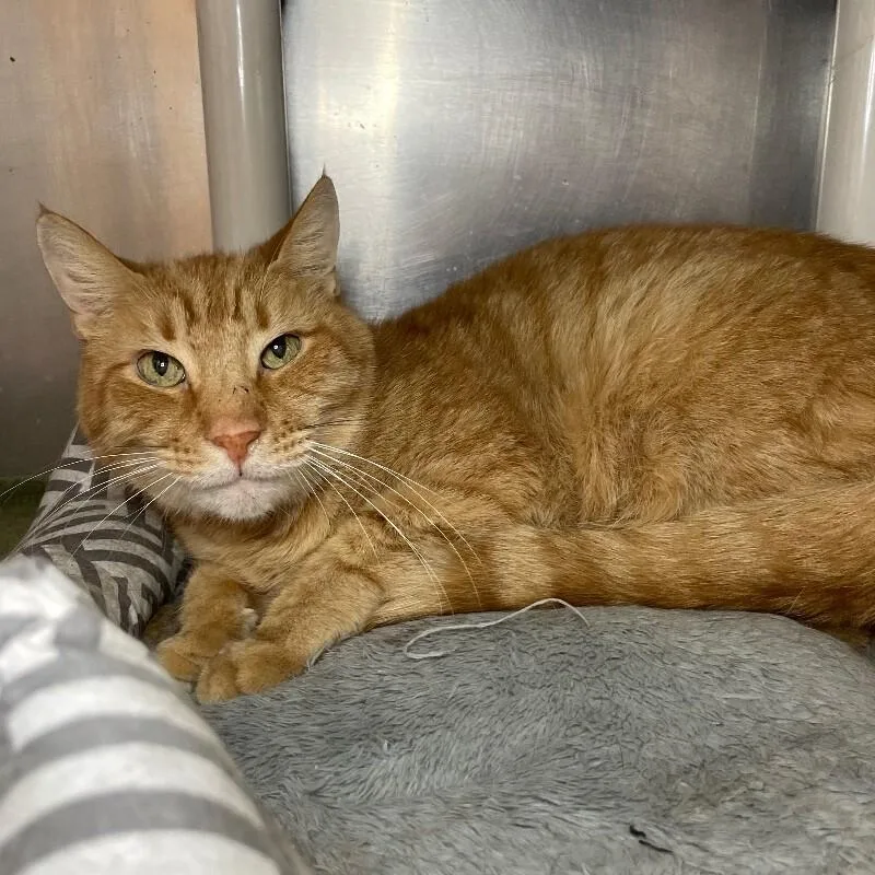 A senior medium-sized male Domestic Short Hair cat named Felix for adoption in Roanoke, VA