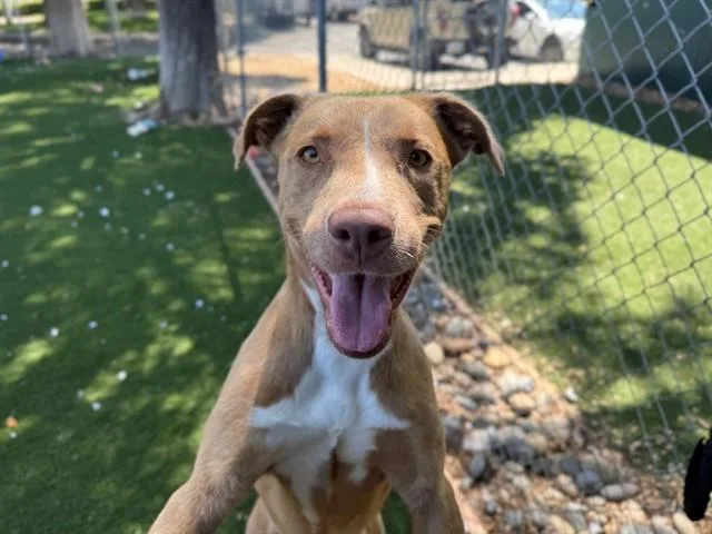 A young medium-sized female Pit Bull Terrier dog named Aluna for adoption in Antioch, CA