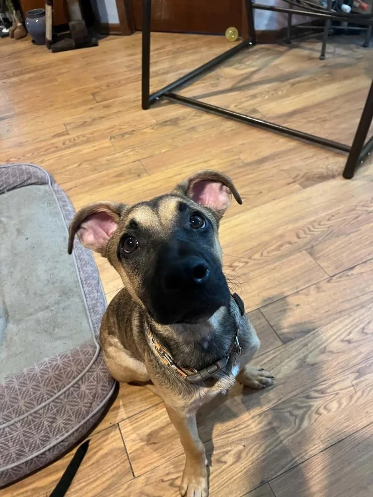 A baby small-sized male Tricolor (Brown, Black, & White) Mixed Breed dog named Taquito for adoption in Amherst, NY