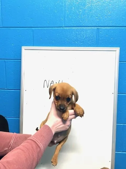 A baby small-sized female Brown / Chocolate Feist dog named Navi for adoption in Muskegon, MI