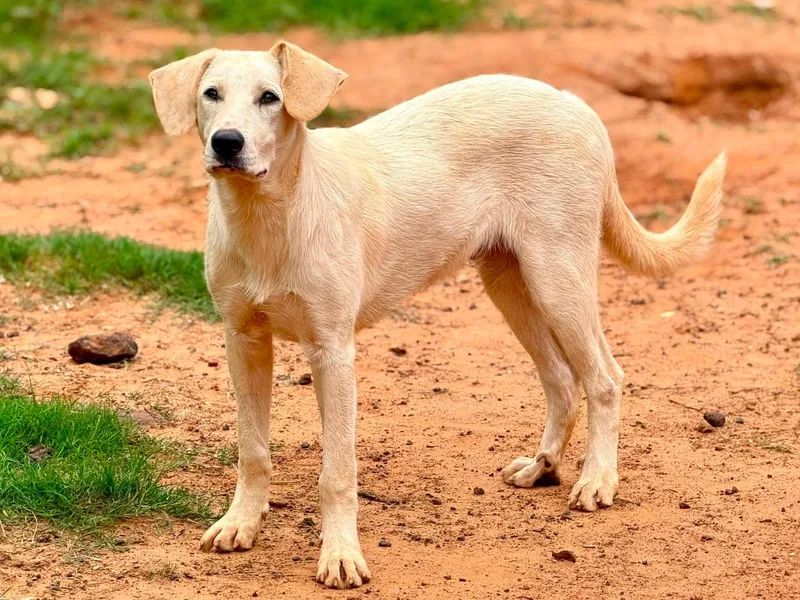 A young large-sized male Great Pyrenees dog named Freedom for adoption in New Baltimore, MI