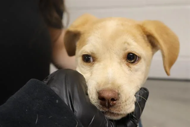 A baby small-sized female Mixed Breed dog named Cinderella for adoption in Columbia, SC