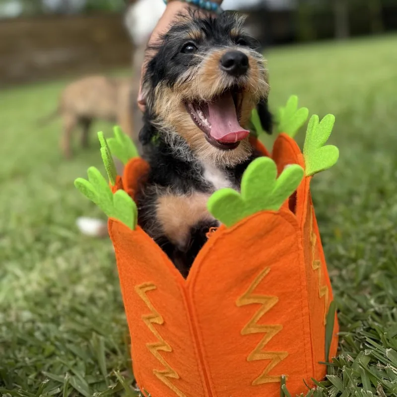 A baby small-sized female Black Terrier dog named Cocobean for adoption in Houston, TX