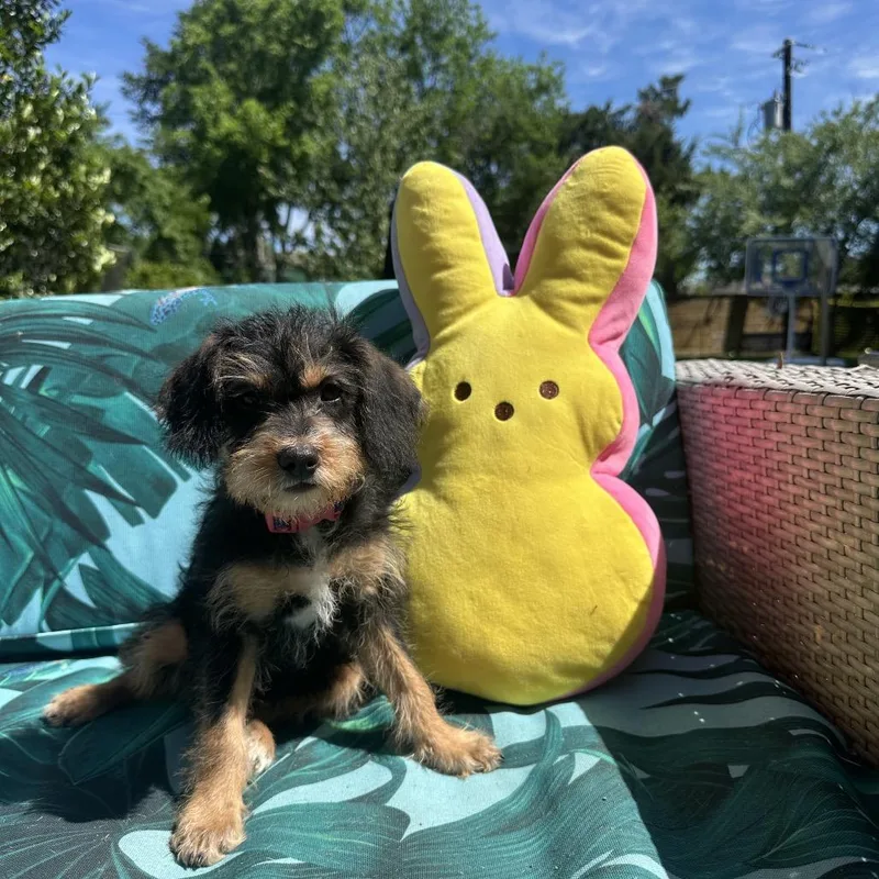 Cocobean thumbnail 2