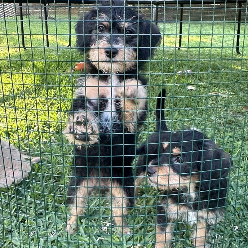 Cocobean thumbnail 3