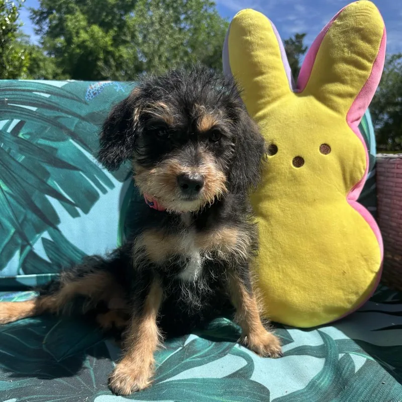 Cocobean thumbnail 5