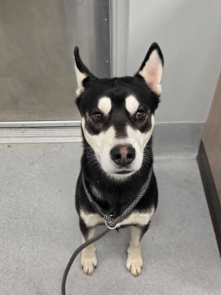 A young large-sized male Husky dog named Jimbob for adoption in Chillicothe, OH