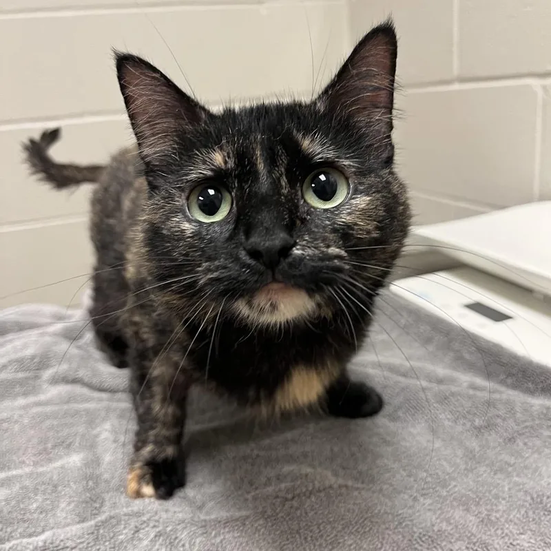 An adult medium-sized female Black Domestic Short Hair cat named Littlefoot  Visit Me for adoption in Bristol, IN