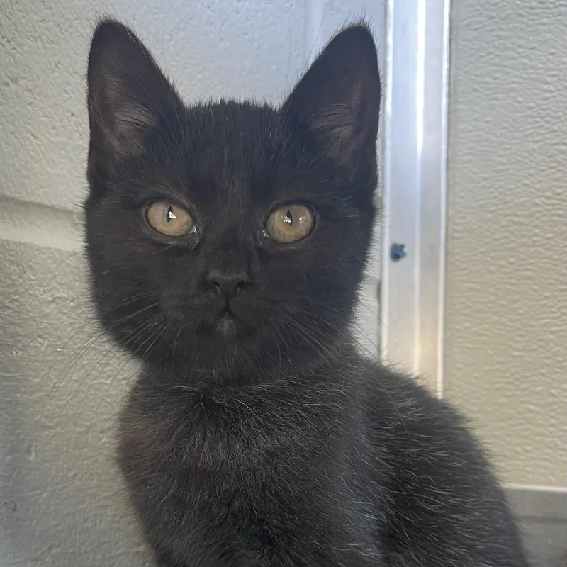 A baby small-sized female Black Domestic Short Hair cat named Lucille for adoption in New Philadelphia, OH