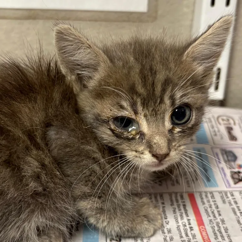 A baby small-sized female Brown / Chocolate Domestic Short Hair cat named Wednesday for adoption in Yuma, AZ