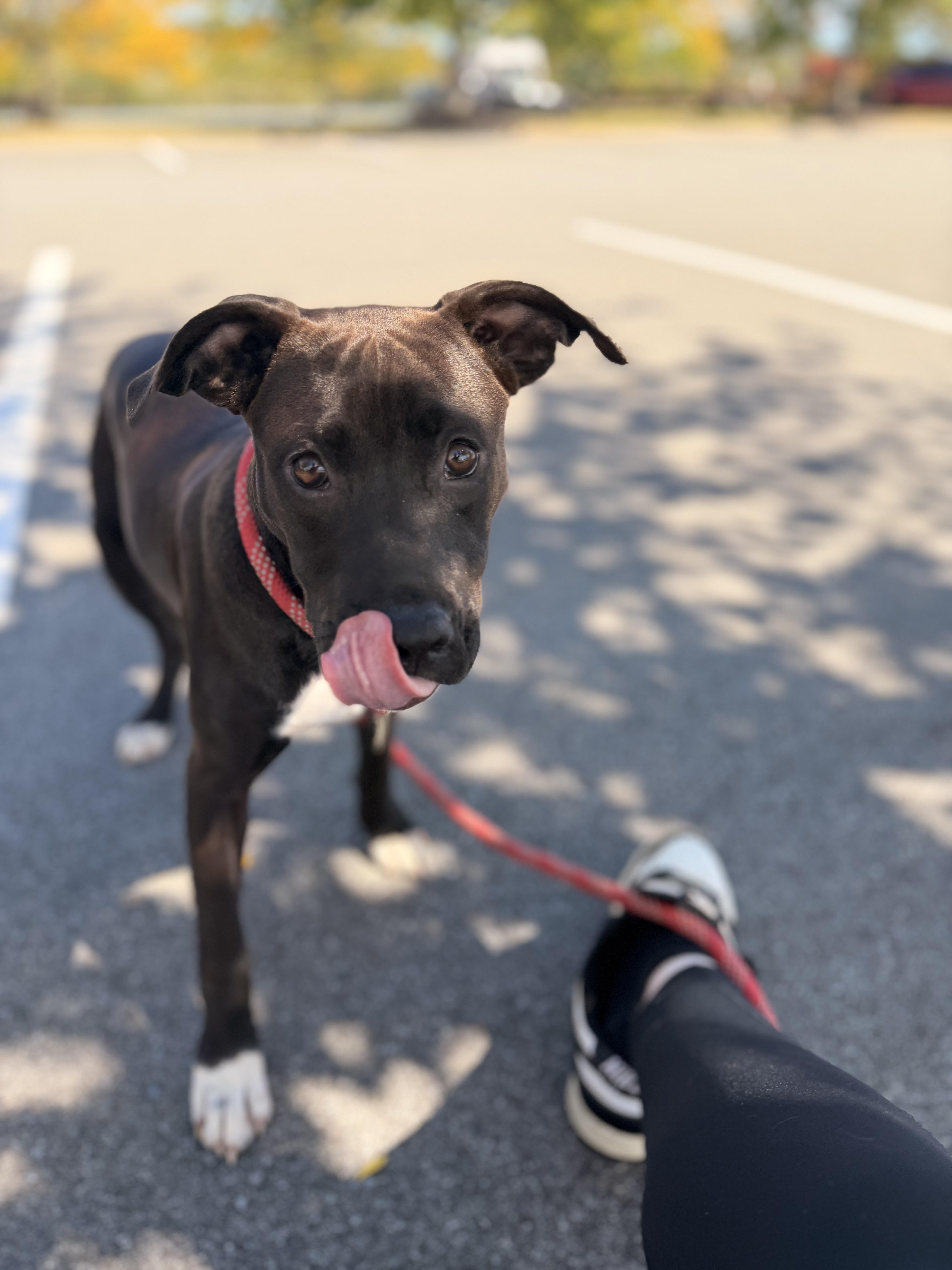 A baby medium-sized female Labrador Retriever dog named Sparks for adoption in Carmel, NY