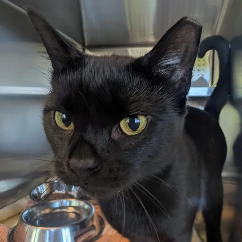 A senior medium-sized female Black Domestic Short Hair cat named Zackarina Bagans for adoption in Asheville, NC