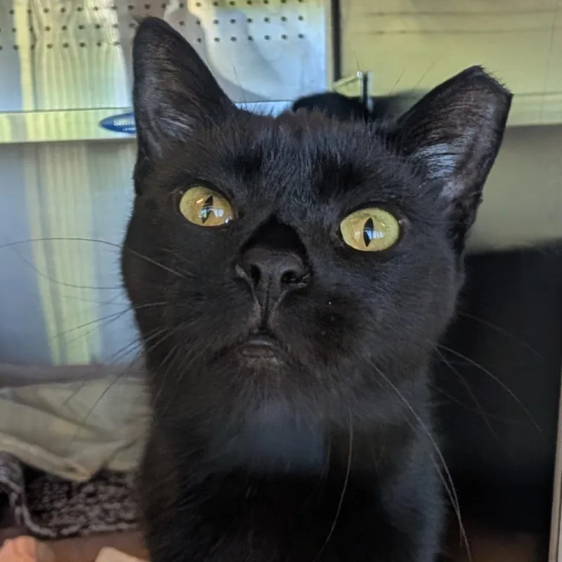 Zackarina Bagans thumbnail 3