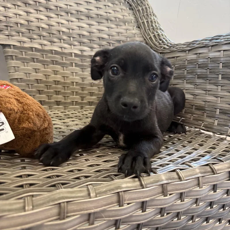 A baby medium-sized female Black Mixed Breed dog named Jan for adoption in Ponca City, OK