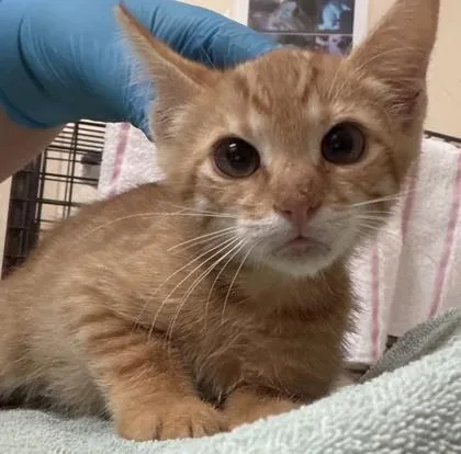 A baby small-sized male Domestic Short Hair cat named Gudetama for adoption in Honolulu, HI