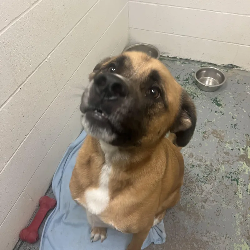 An adult large-sized male Tricolor (Brown, Black, & White) Saint Bernard dog named Spyro for adoption in Spokane, WA