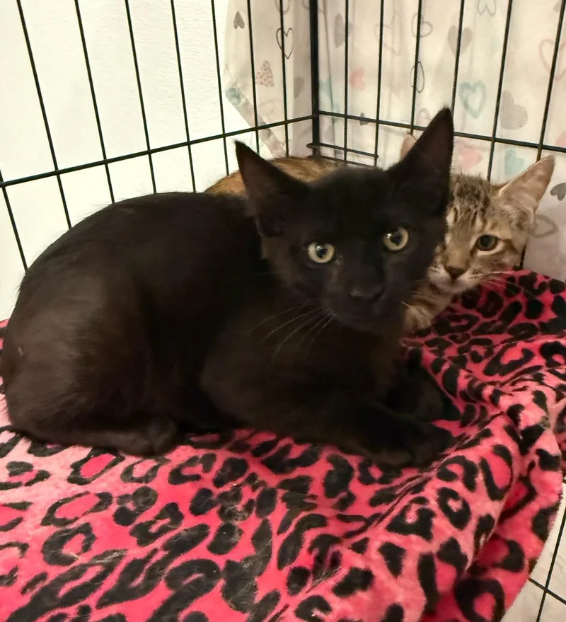 A young small-sized male Black Domestic Short Hair cat named Cole for adoption in Temecula, CA