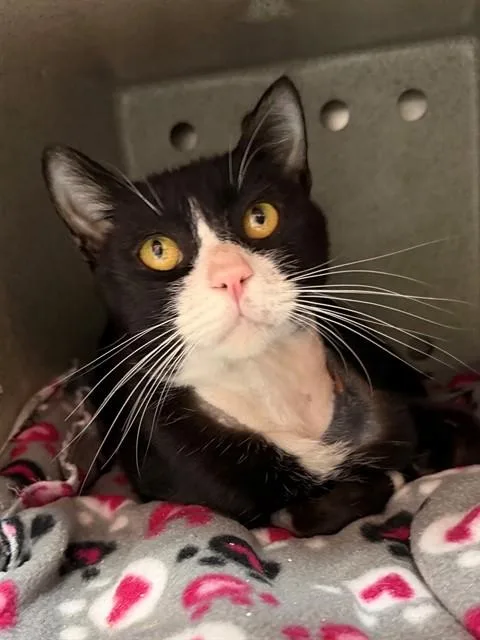 An adult medium-sized male Domestic Short Hair cat named Sammy Sosa for adoption in Louisville, KY