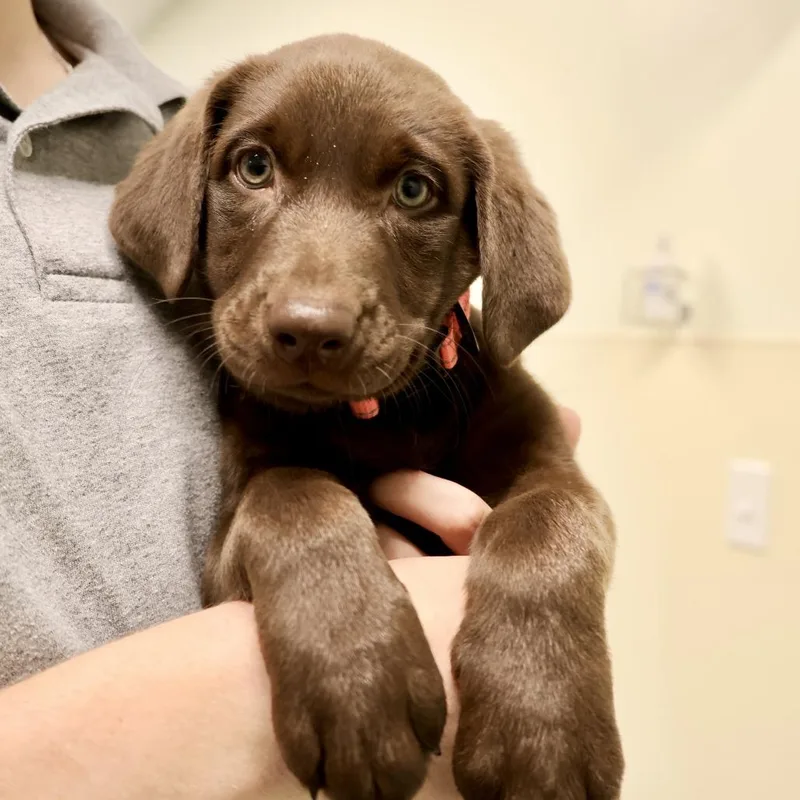 A baby small-sized female Brown / Chocolate Chocolate Labrador Retriever dog named Roxy aka Cocoa for adoption in Briarcliff Manor, NY