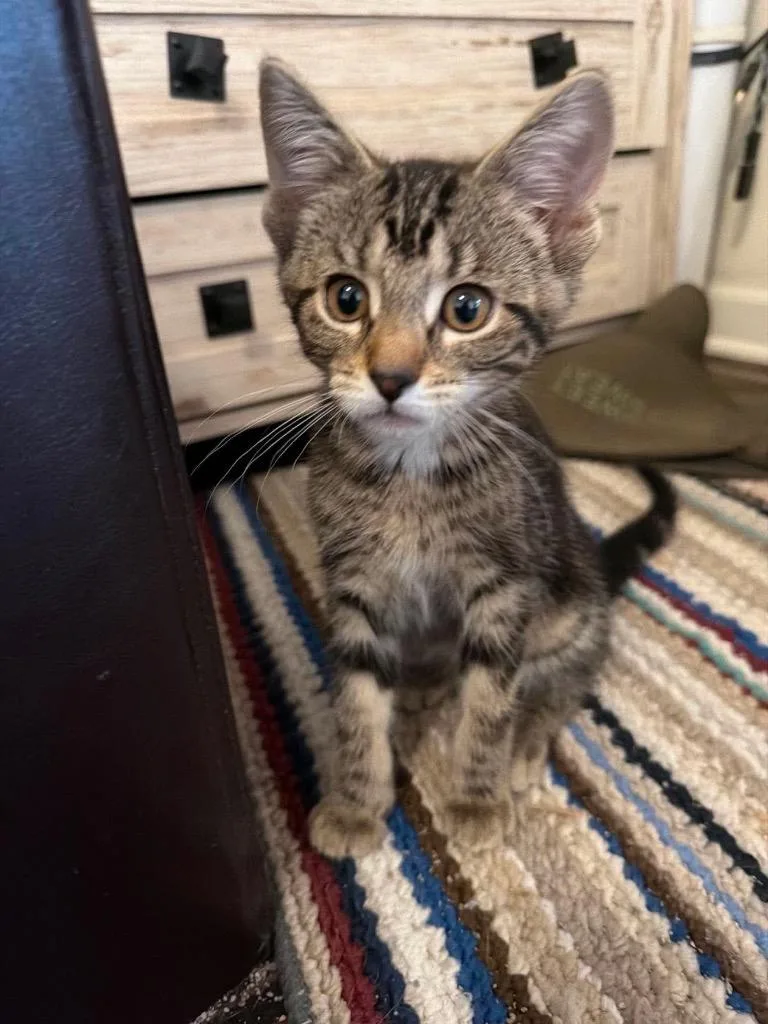 A baby medium-sized female Domestic Short Hair cat named Yeli for adoption in Fond Du Lac, WI