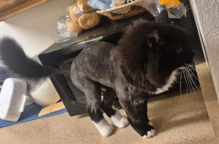 An adult large-sized male Domestic Long Hair cat named Sylvester Barb for adoption in Phoenix, AZ