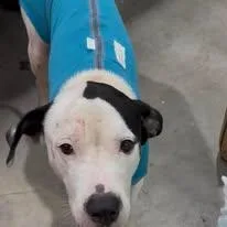 An adult medium-sized male Labrador Retriever dog named Tacoma for adoption in Huntsville, TX