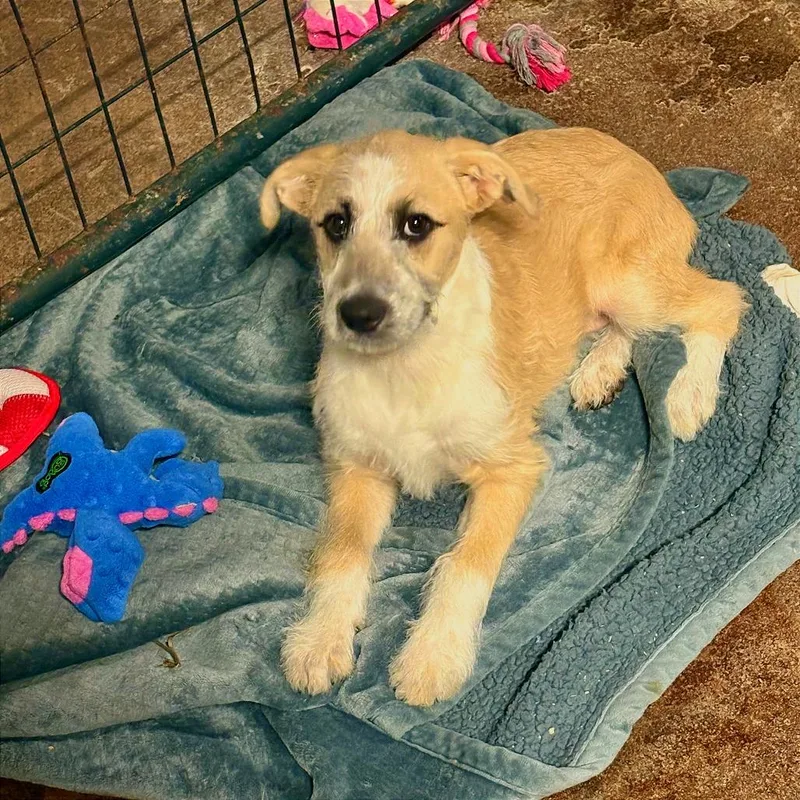 A baby small-sized female Yellow / Tan / Blond / Fawn Irish Wolfhound dog named Simone for adoption in Tulsa, OK