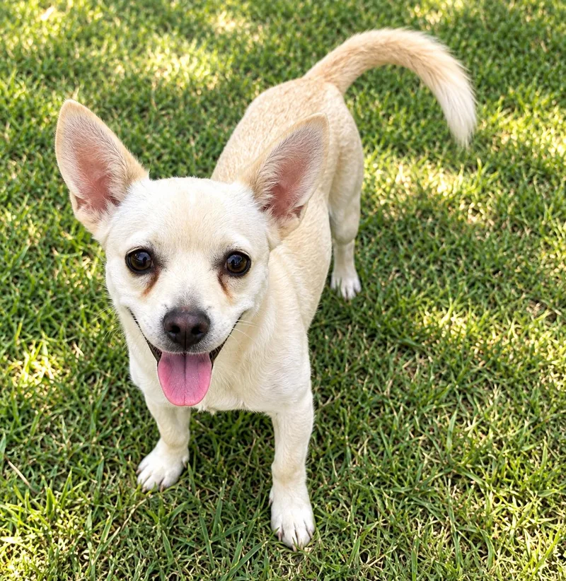 A young small-sized female Chiweenie dog named Maisey for adoption in Bandera, TX