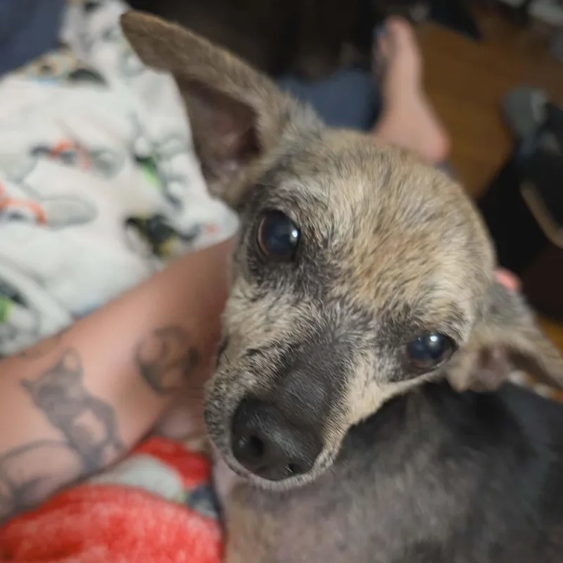 Hoggle thumbnail 3