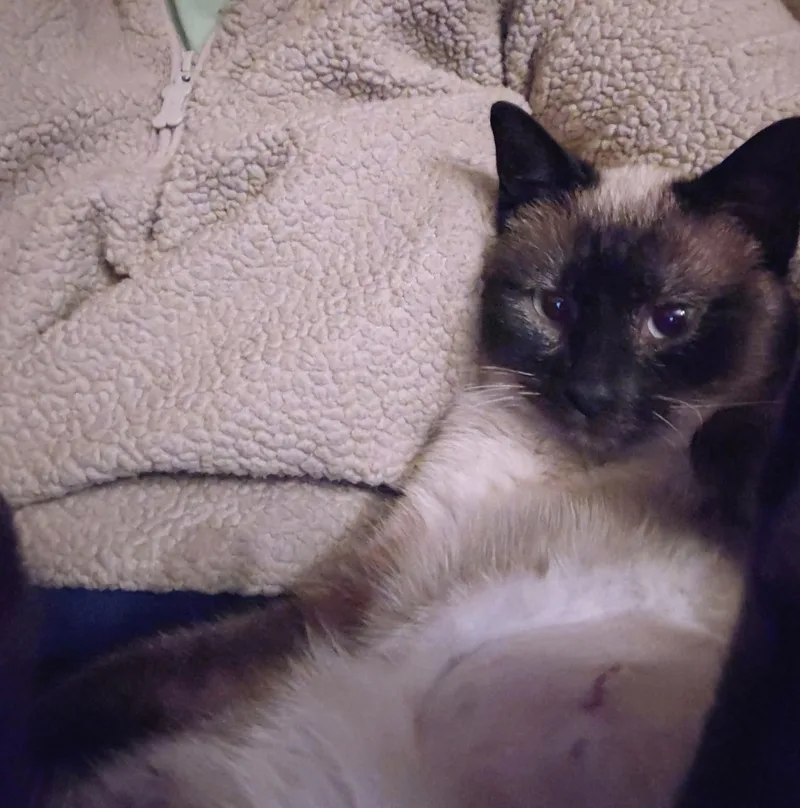 A young medium-sized female Seal Point Siamese cat named Squeaks for adoption in Gladstone, OR