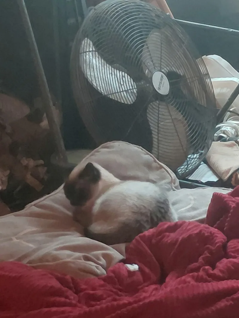 Squeaks thumbnail 6