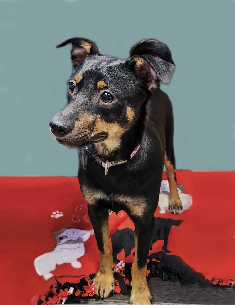 A young medium-sized female Australian Shepherd dog named Orchid for adoption in Plover, WI
