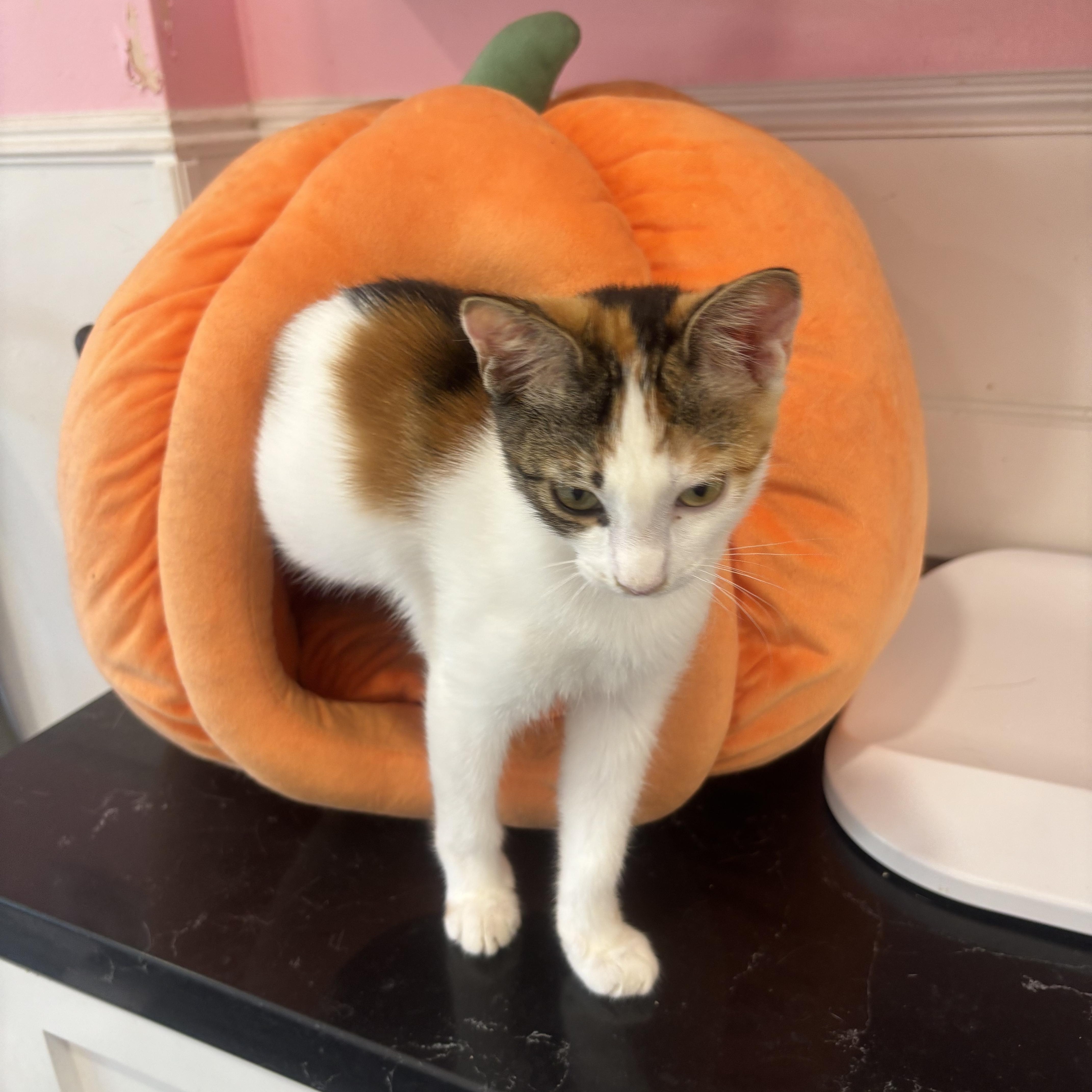 A young small-sized female Calico cat named Fergie for adoption in Whittier, CA
