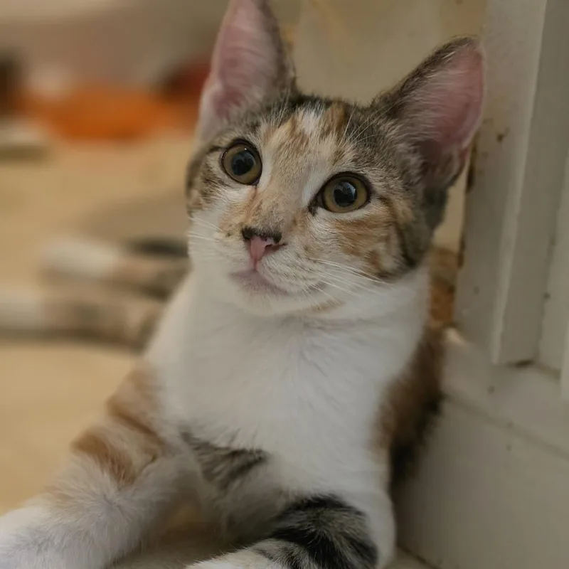 A baby small-sized female Orange / Red Domestic Short Hair cat named Samantha for adoption in Bulverde, TX