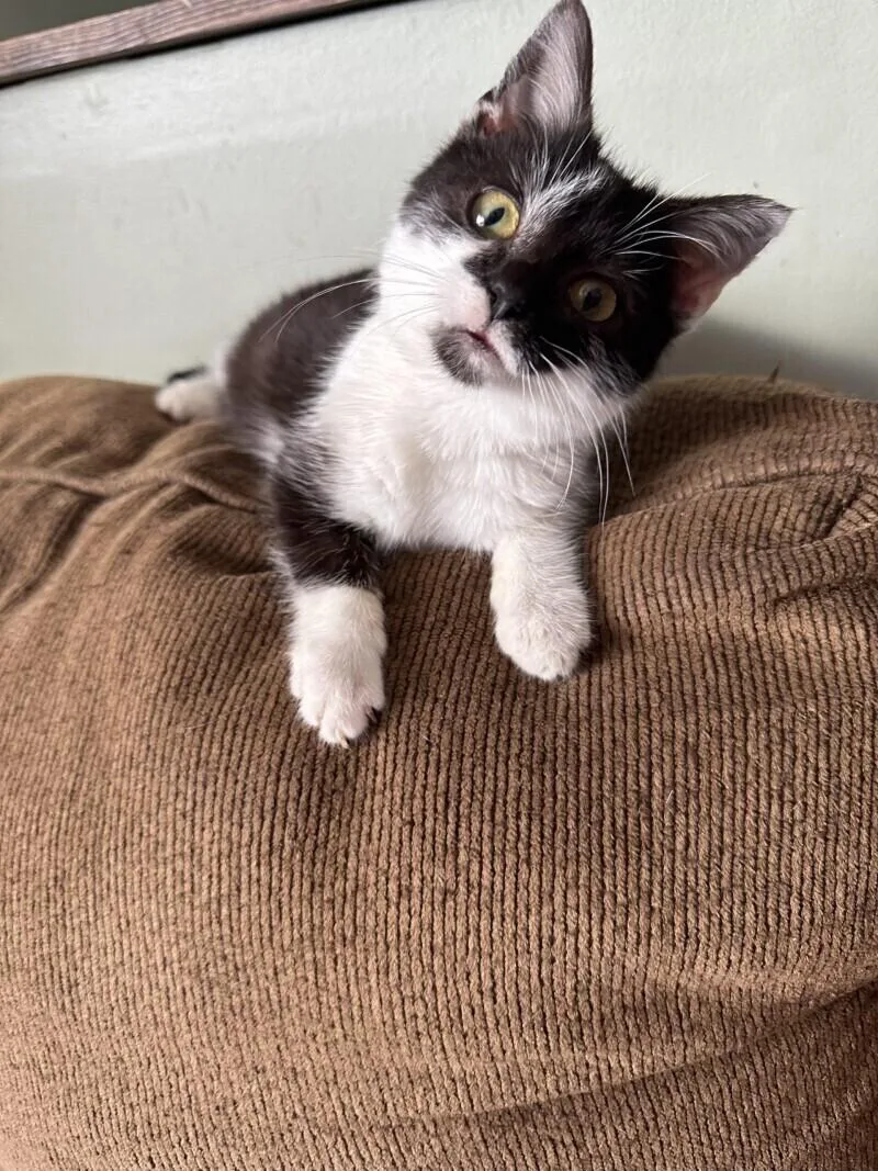 An adult medium-sized male Black Domestic Short Hair cat named Tiltz for adoption in Adrian, MI