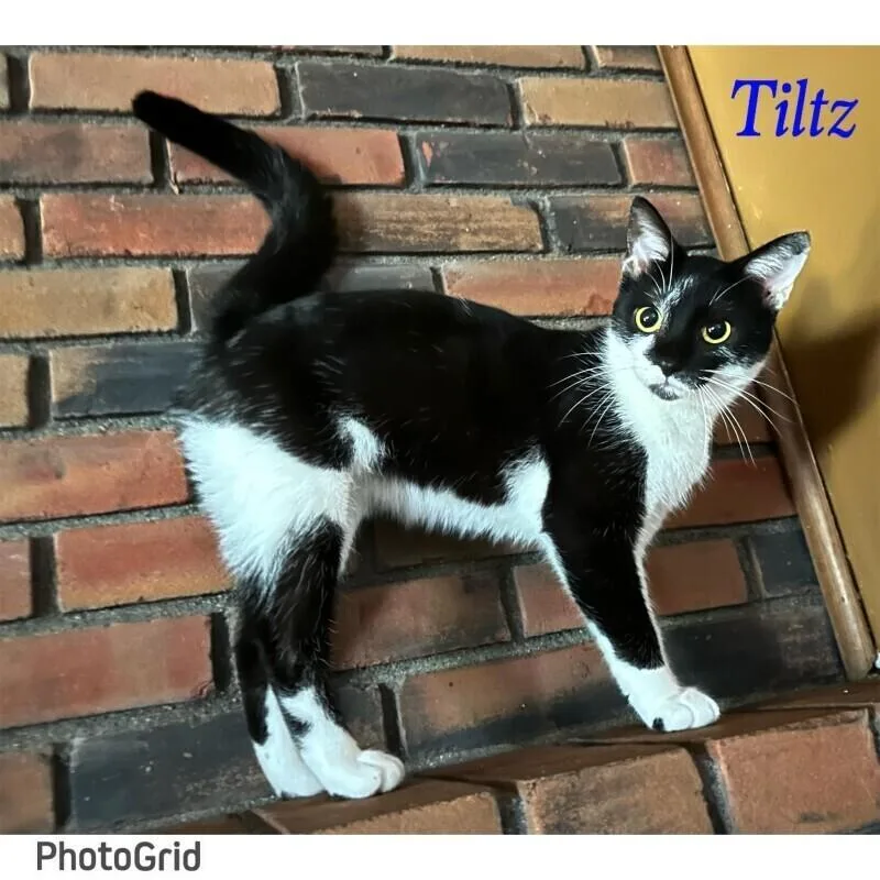 Tiltz thumbnail 4