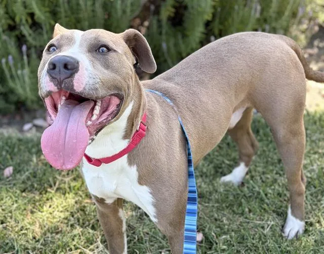 A young large-sized male Pit Bull Terrier dog named Phineas Flynn for adoption in Martinez, CA