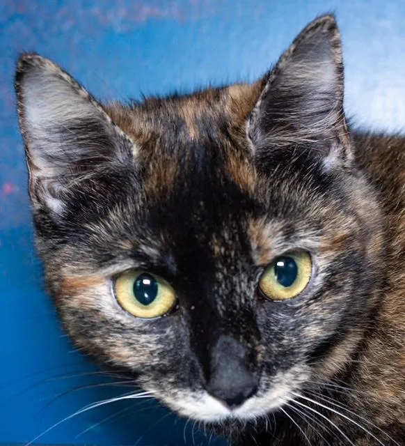 A young small-sized female Domestic Short Hair cat named Hazel for adoption in Boston, MA