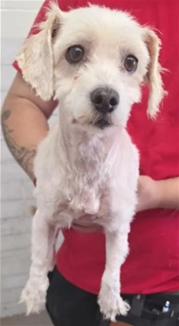 An adult small-sized female Poodle dog named Ladybug for adoption in San Bernardino, CA