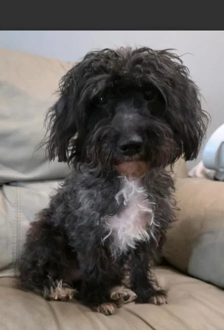 A young small-sized male Black Miniature Poodle dog named Frankie for adoption in Manvel, TX