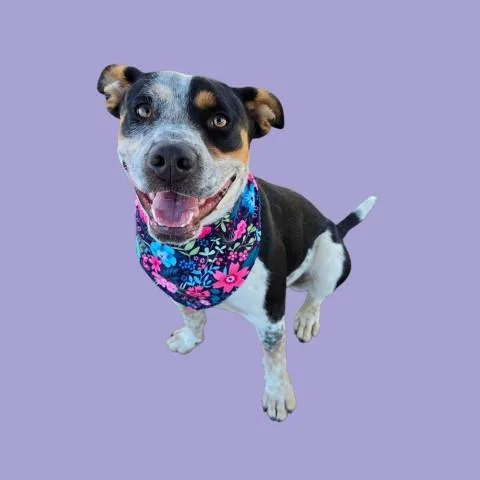 A young large-sized female Australian Cattle Dog / Blue Heeler dog named Cleo for adoption in Bakersfield, CA
