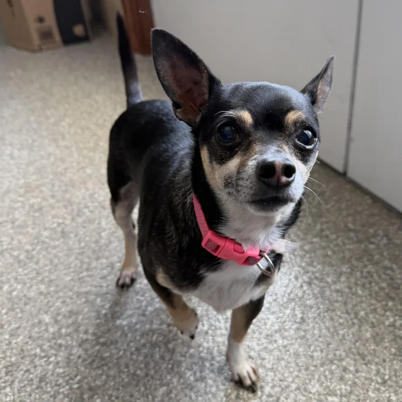 A senior small-sized female Black Chihuahua dog named Skyler for adoption in Latrobe, PA