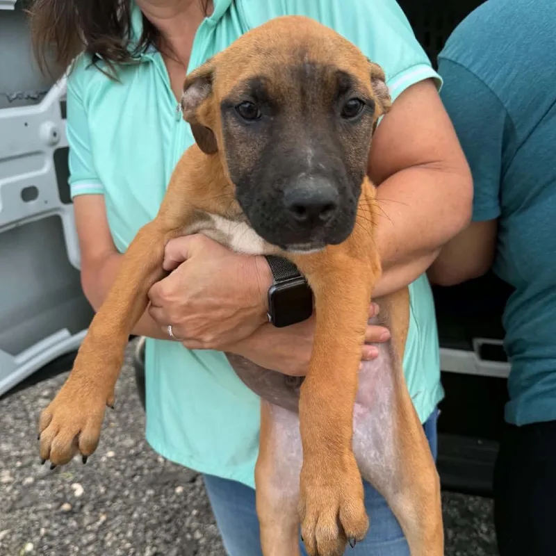 A baby small-sized male Brown / Chocolate Mixed Breed dog named Strato for adoption in Buffalo, MN