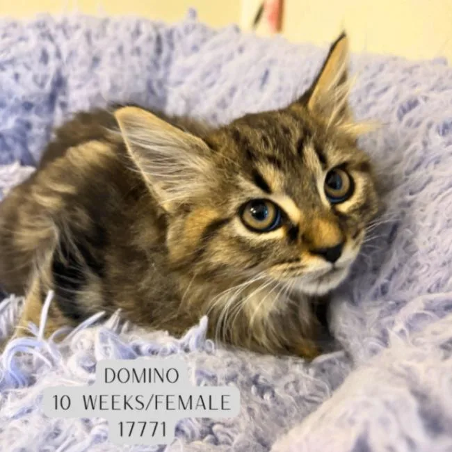A young medium-sized female Tabby (Gray / Blue / Silver) Domestic Long Hair cat named Domino for adoption in Supply, NC
