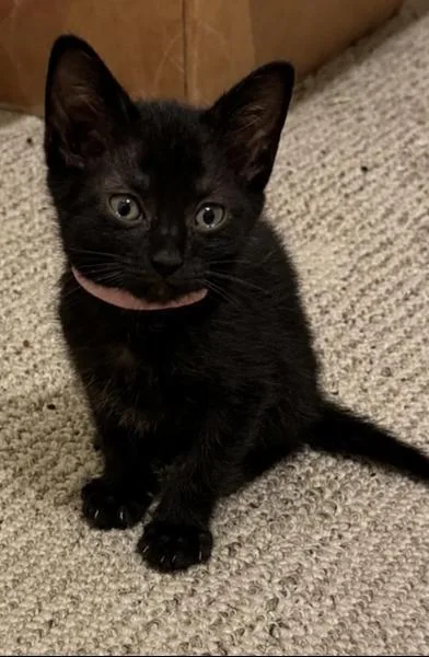 A baby small-sized female Black Domestic Short Hair cat named Astoria for adoption in Liverpool, TX