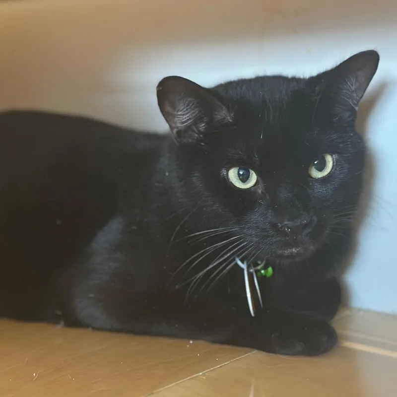 An adult large-sized male Domestic Short Hair cat named R Blues for adoption in Port Washington, NY