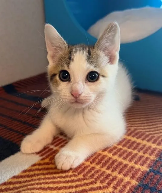 A baby medium-sized female Domestic Short Hair cat named Beef Burrito for adoption in Leesburg, VA