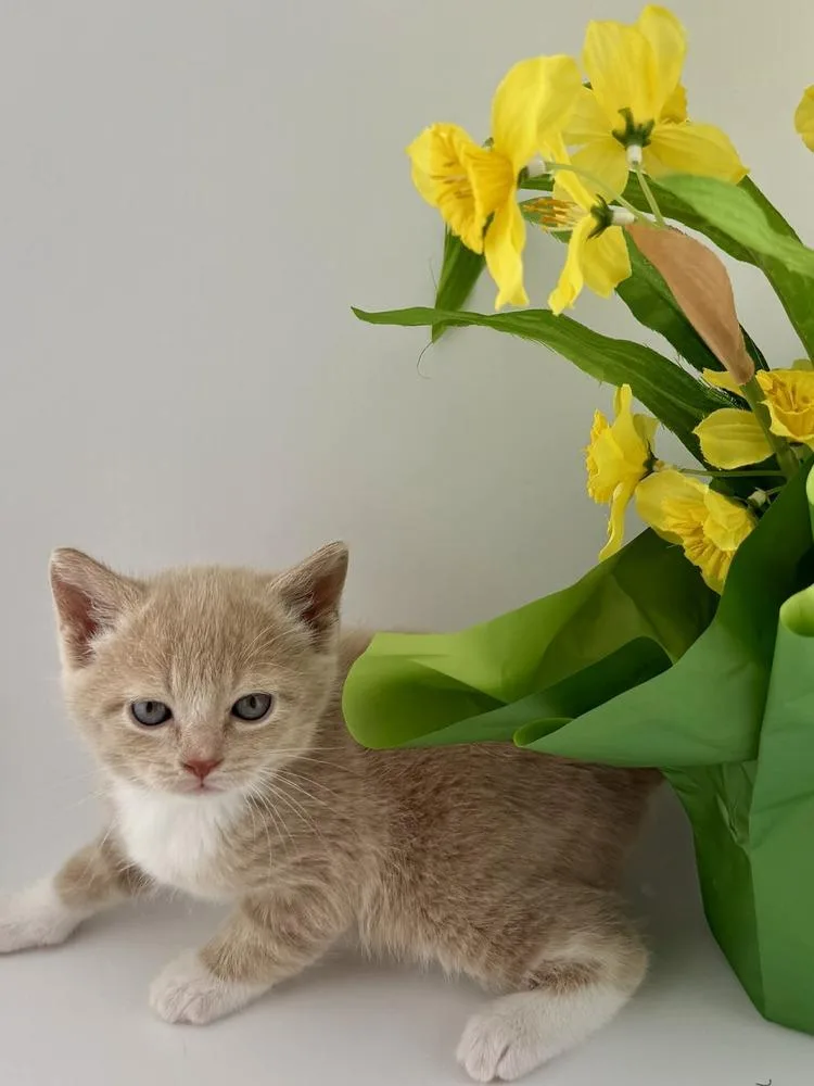 Daffodil
