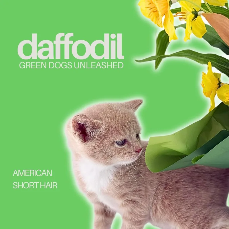 Daffodil thumbnail 2